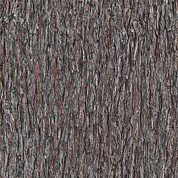 Galerie Wallcoverings Product Code AM30010 - Amazonia Wallpaper Collection - Brown Colours - Bark Design